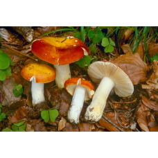 Мицелий Сыроежки золотисто-красной / Сыроежка золотистая (Russula aurata)